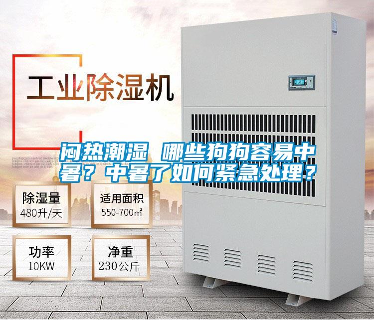 悶熱潮濕 哪些狗狗容易中暑？中暑了如何緊急處理？