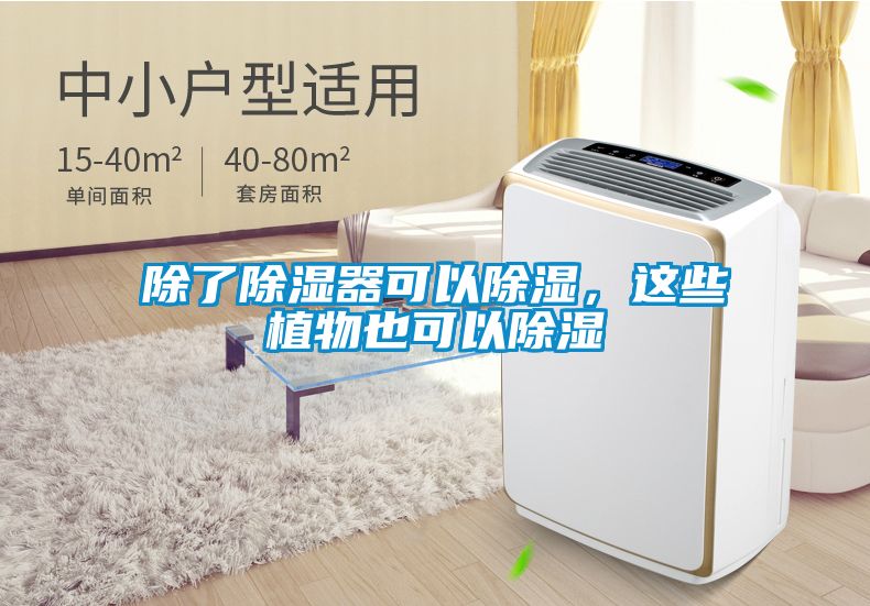 除了除濕器可以除濕，這些植物也可以除濕